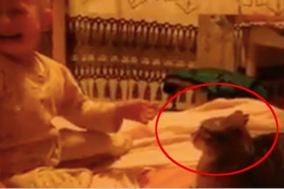 Płaczące dziecko z całej siły uderzyło kota! Reakcja zwierzęcia wywołała bardzo dużo kontrowersji!