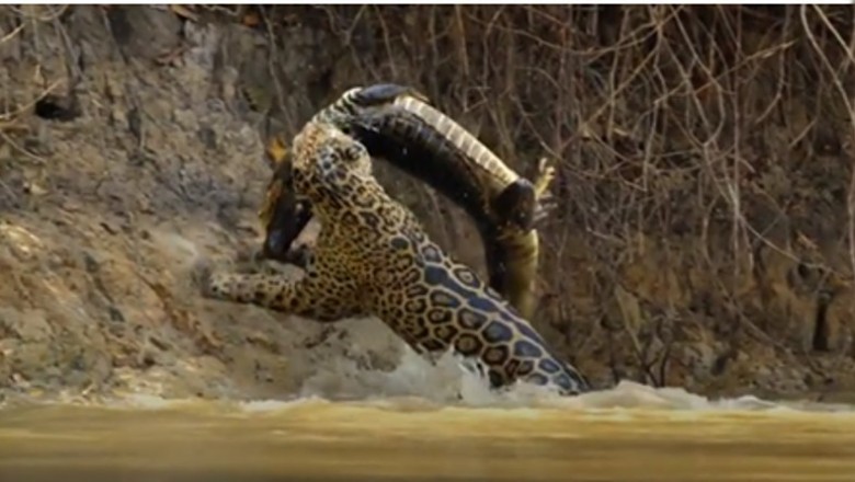 Pięknie się przyczaił! Jaguar vs krokodyl w krwiożerczej walce na śmierć i życie!