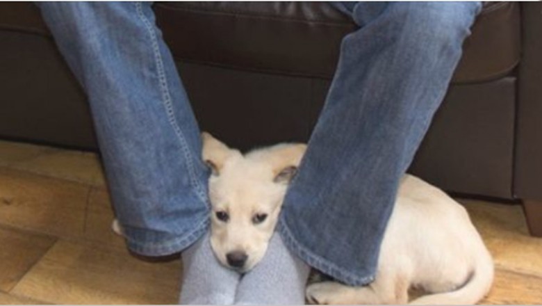 Zastanawiałaś się dlaczego pies kładzie pysk na Twoich stopach? Zobacz co chce Ci powiedzieć!