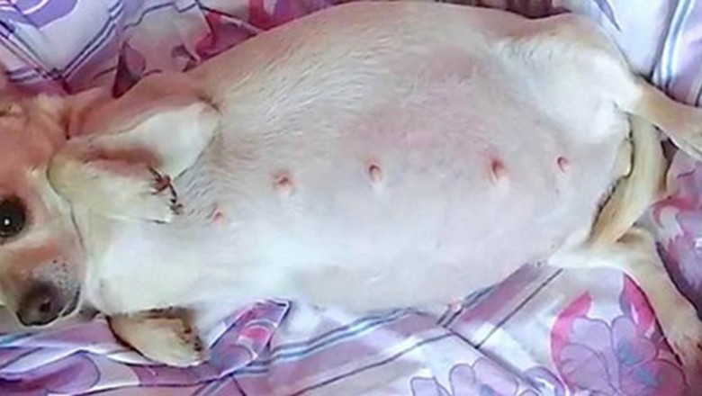 Ciężarna Chihuahua miała wielki brzuch! Gdy doszło do porodu, na jaw wyszła zdumiewająca prawda!