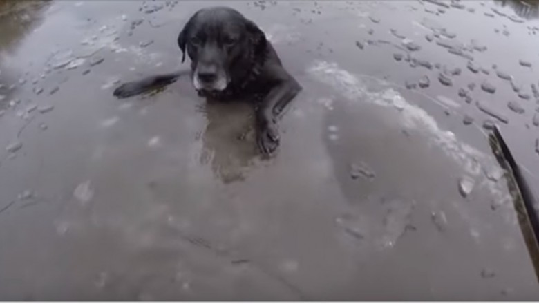   Udało się w ostatniej chwili! Ratowanie psa uwięzionego na zamarzniętym jeziorze!