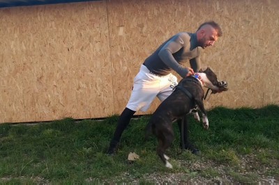 Co robić Twój pies zostanie zaatakowany?! Zobacz jak rozdzielić gryzące się psy!