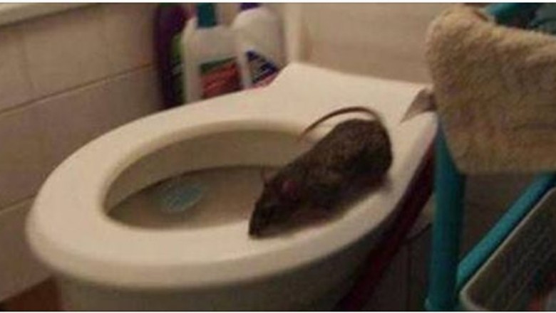 Mieszkańcy miasta w szoku! Wściekłe szczury wchodzą do mieszkań przez toaletę! 