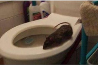 Mieszkańcy miasta w szoku! Wściekłe szczury wchodzą do mieszkań przez toaletę!