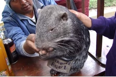 Wielki jest skurczybyk! Prawdziwy myjący się szczur czyli Pakarana Branickiego!