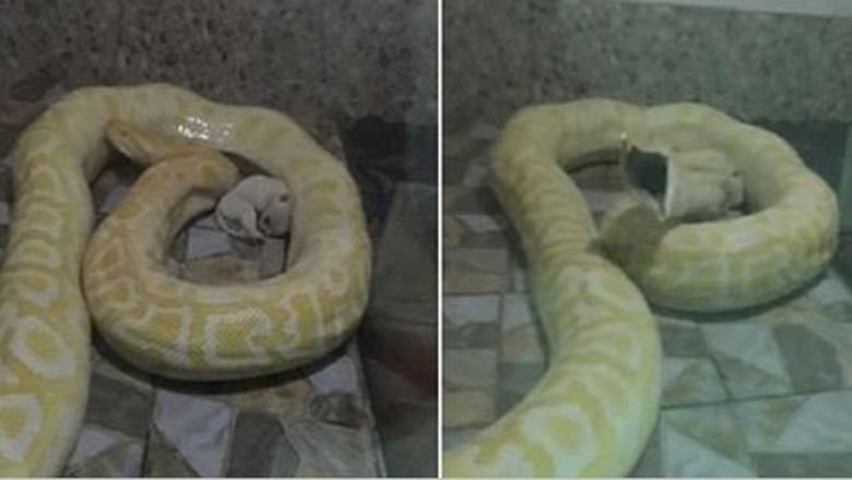 Pracownicy zoo wrzucili 2 szczeniaki do klatki z wężami! To karmienie działo się to na oczach zwiedzających