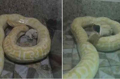 Pracownicy zoo wrzucili 2 szczeniaki do klatki z wężami! To karmienie działo się to na oczach zwiedzających