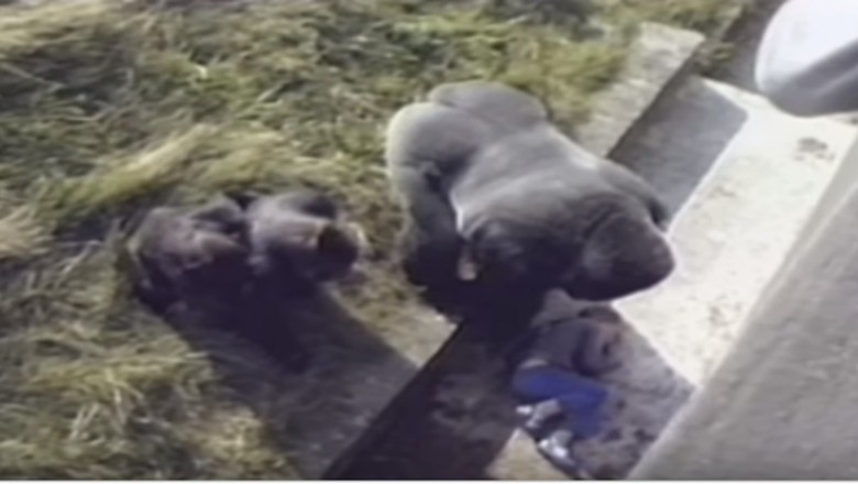   5-latek wpadł na wybieg dla goryli! Chwilę później podszedł do niego 250-kilogramowy zwierzak!