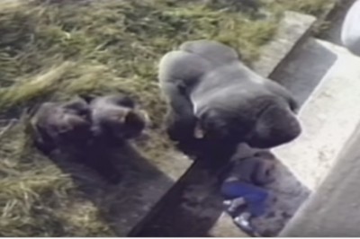 5-latek wpadł na wybieg dla goryli! Chwilę później podszedł do niego 250-kilogramowy zwierzak!