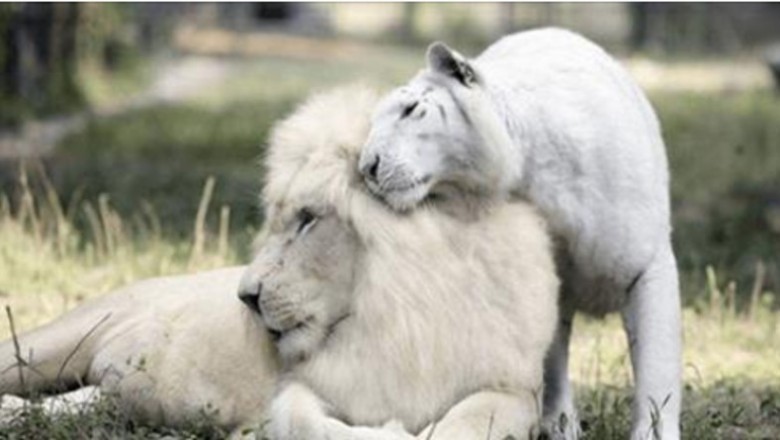 Biały lew i biała tygrysica doczekali się potomków! Zobacz jak piękne kociaki przyszły na świat!