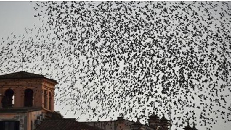 Ludzie w USA i Włoszech byli świadkami przerażającego zjawiska! Setki martwych ptaków spadły z nieba! 