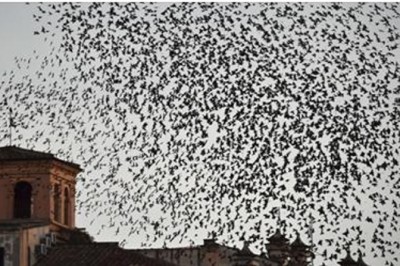 Ludzie w USA i Włoszech byli świadkami przerażającego zjawiska! Setki martwych ptaków spadły z nieba!