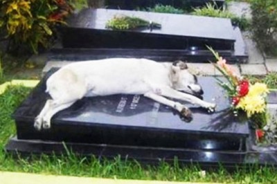 Codziennie przychodzi na cmentarz i zasypia na płycie grobowca! Jego historia poruszyła miliony osób!