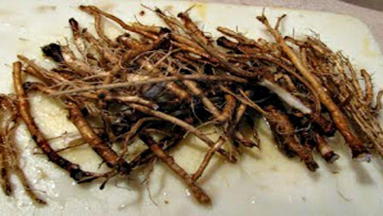 Naukowcy odkryli korzeń, który zabija komórki raka w 48 godzin! Rośnie na naszych łąkach!