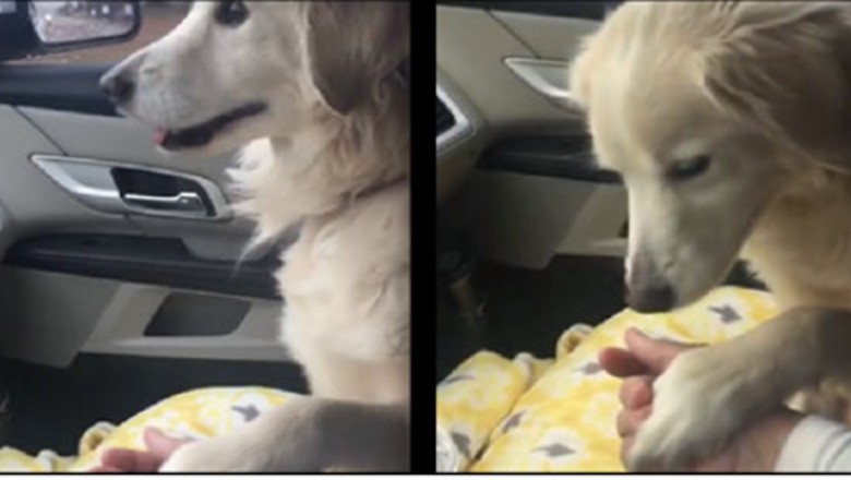 Zabrała psa ze schroniska do swojego domu! Podczas jazdy suczka zrobiła coś, co wzruszyła ją do łez! 