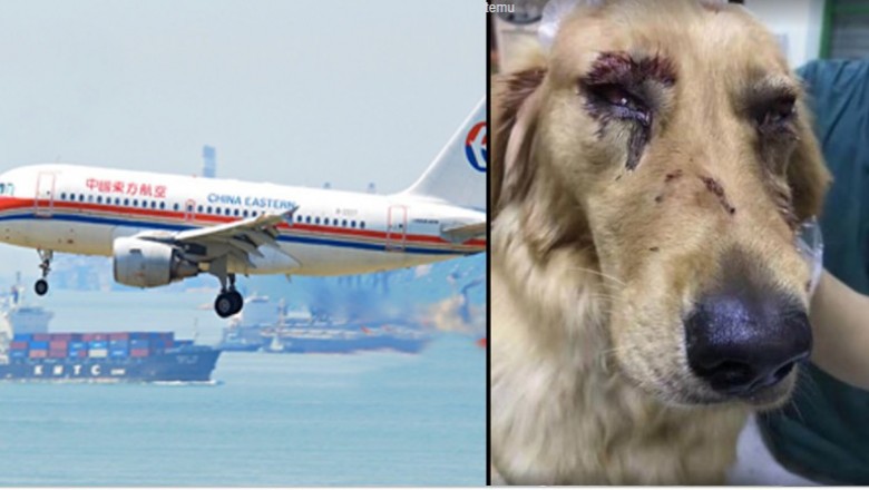 Przewoził psa samolotem w luku bagażowym! Gdy odebrał zwierze od obsługi lotniska natychmiast wezwał policję! 