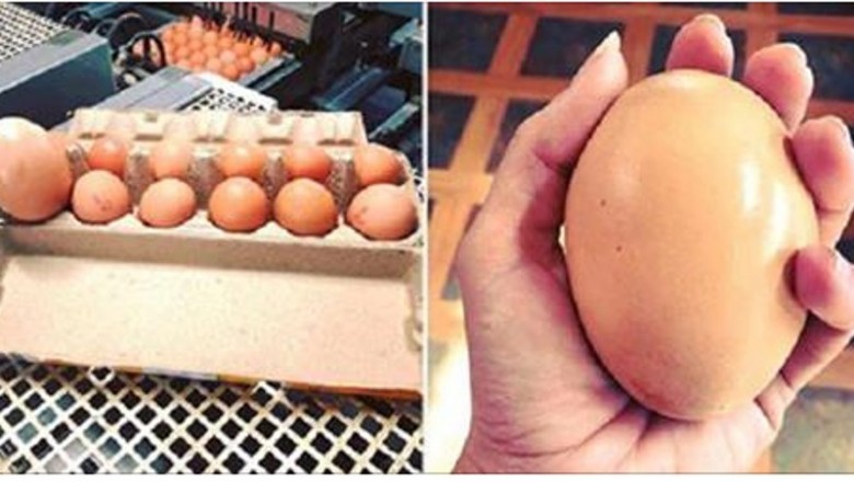 Znalazł w kurniku gigantyczne jajo! Gdy pękła w końcu skorupka, nie mógł uwierzyć własnym oczom! 