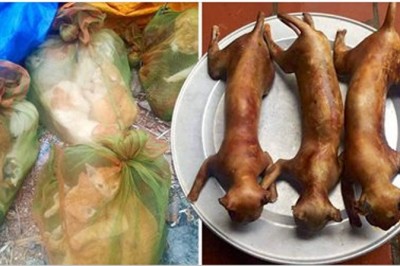 Zrobił zdjęcia zaplecza targu z kotami na ulicach Wietnamu! Zdjęcia przyprawiają o dreszcze!