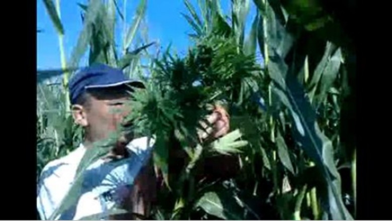   „Ja pi**dolę Norbert nagraj to!” Ziomki znaleźli uprawę marihuany w polu kukurydzy!