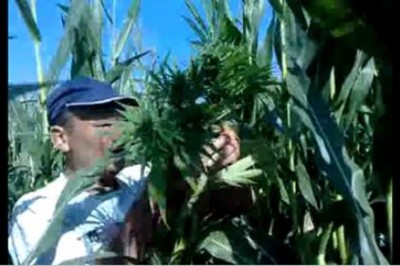   „Ja pi**dolę Norbert nagraj to!” Ziomki znaleźli uprawę marihuany w polu kukurydzy!