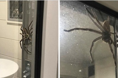 Pokazała fotkę wyjaśniając czemu boi się wyjść z mieszkania! Znajomi doradzali jej, żeby spaliła cały dom!