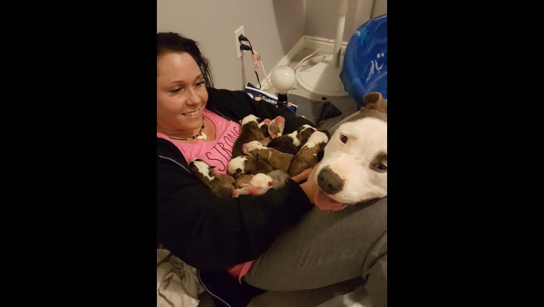   Adoptowała ciężarną sunię! To co zrobiła dla niej psia mama po porodzie, wzrusza do łez!