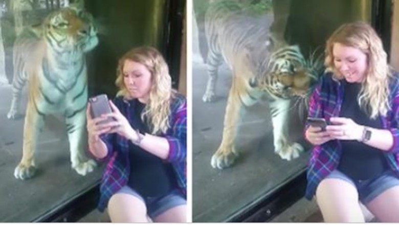 Chciała zrobić selfie z tygrysem! Kot nagle wyczuł jej ciążowy brzuch i zareagował niespodziewanie! 
