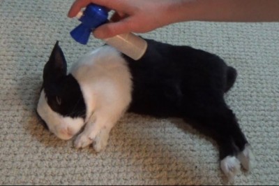 Postanowił obudzić malutkiego śpiącego króliczka przy pomocy trąbki kibica! Internauci byli zachwyceni!