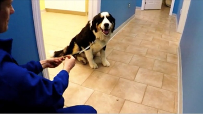 Zabiera psa na wizytę do weterynarza! Zachowanie zwierzaka zaszokowało cały personel! 