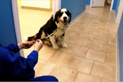 Zabiera psa na wizytę do weterynarza! Zachowanie zwierzaka zaszokowało cały personel!