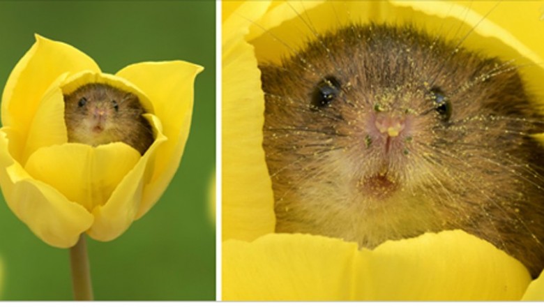 Fotograf zrobił sesję zdjęciową małej myszki w tulipanach! Efekty jego pracy zapierają dech! 
