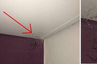 Była przekonana, że to kłąb kurzu w rogu jej pokoju! Gdy podeszła bliżej krzyknęła i uciekła!