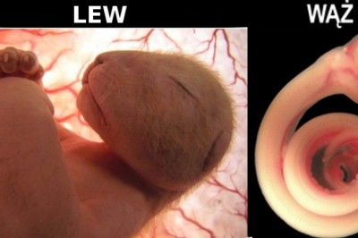 Niezwykłe zdjęcia płodów zwierząt w łonie matek! Zrobiono je na kilka dni przed urodzeniem!