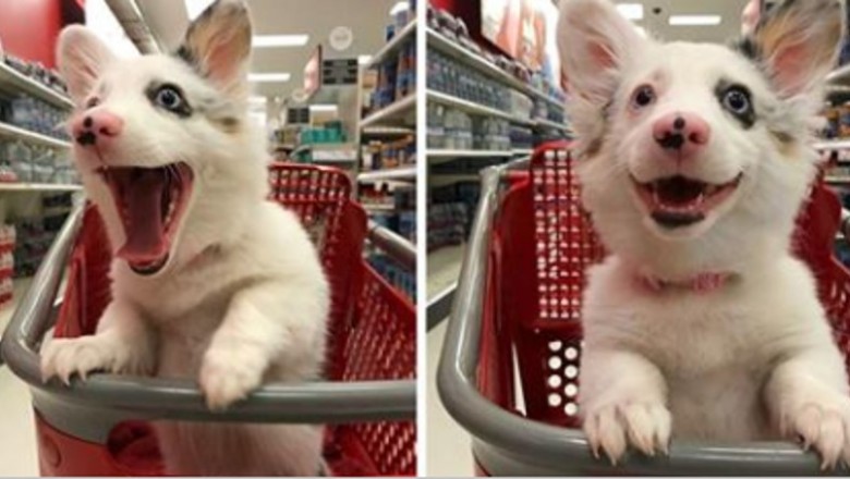 Poszła z 4-miesięcznym szczeniaczkiem na zakupy! Reakcje malucha w sklepie rozbawiły cały internet! 