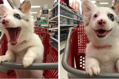 Poszła z 4-miesięcznym szczeniaczkiem na zakupy! Reakcje malucha w sklepie rozbawiły cały internet! 