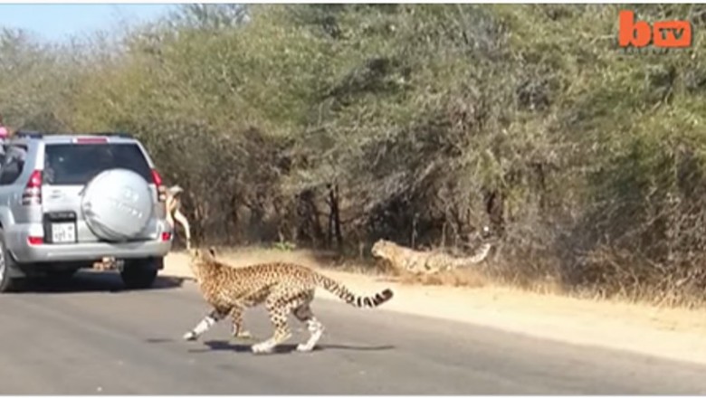 Podczas safari dwa gepardy ścigają antylopy! Nagle jedna z nich popełnia bardzo bolesny błąd! 