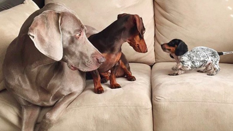 Dwa duże psiaki poznają swoją malutką siostrę! Reakcja zwierzaków przeszłą wszelkie oczekiwania! 