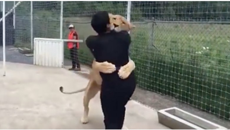 Dorosła lwica na wybiegu zauważa mężczyznę, który uratował jej życie! Reakcja wielkiego kota odbiera mowę! 