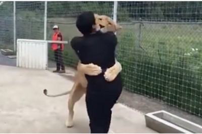 Dorosła lwica na wybiegu zauważa mężczyznę, który uratował jej życie! Reakcja wielkiego kota odbiera mowę!