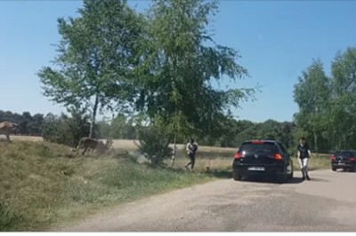 Wyszła nakarmić gepardy z dzieckiem na ręku! Szczyt głupoty w parku safari w Holandii!