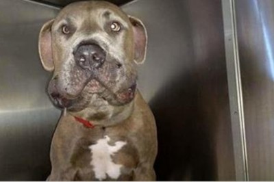 Chciała uciszyć szczekającego psa! Gdy zobaczyła czemu zwierze tak się zachowuje natychmiast uciekła!