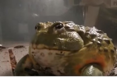  Gigantyczna żarłoczna ropucha zjada żywe myszy! Nacisk szczęk ma tak silny, że może złamać palec!