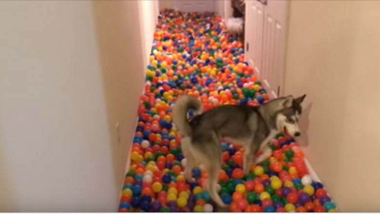 Husky kontra 5400 plastikowych piłeczek w korytarzu! Kolorowa niespodzianka dla czworonoga 