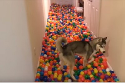 Husky kontra 5400 plastikowych piłeczek w korytarzu! Kolorowa niespodzianka dla czworonoga 