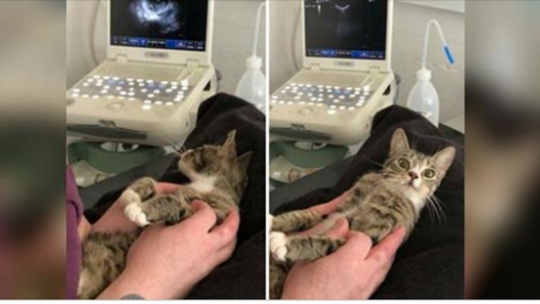 Zaskakująca reakcja kotki na wieść, że jest w ciąży rozbawiła ludzi z całego świata! Dała jej też nowy dom! 
