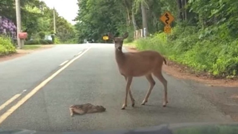 Mały jeleń bezbronnie leżał na środku drogi! Zmartwiona mama robi wszystko, żeby mu pomóc! 
