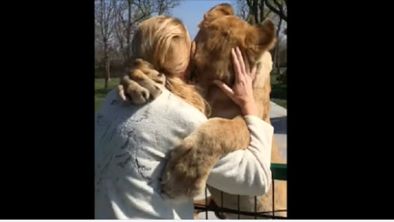 Od razu się na nią rzuciła! Adoptowała tą lwicę gdy była małym kociakiem i nie widziały się 7 lat! 