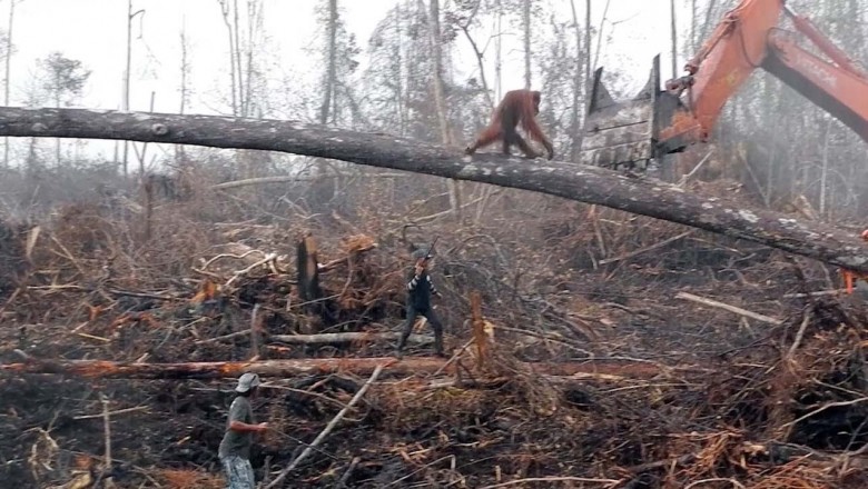 Orangutan rozpaczliwie próbował powstrzymać koparkę, która niszczyła jego dom! Był bez szans w starciu z ludźmi! 