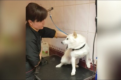 Do tego trzeba mieć dar! Dzielna pani uspokaja bardzo agresywnego psa!