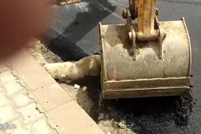 Robotnicy ułożyli fragment drogi na śpiącym psie! Zwierzak umierał w męczarniach gdy zastygał asfalt! 